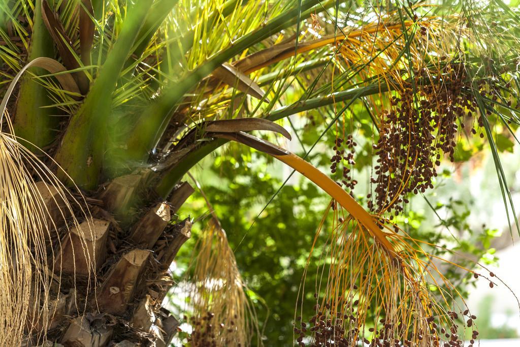 Jardines De Casablanca Otel Caravaca De La Cruz Dış mekan fotoğraf